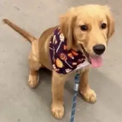 PUPPY