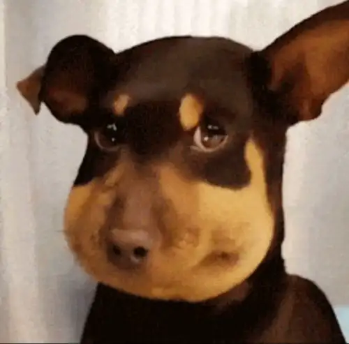 蜜蜂狗