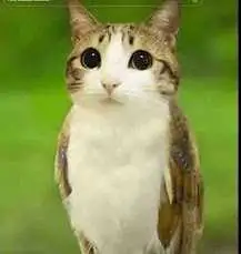 meowl