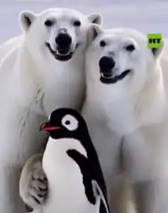 POLARBEARS