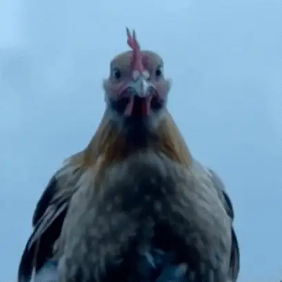 CHICKEN