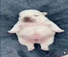 pibble