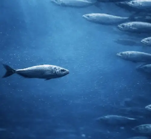 FISH