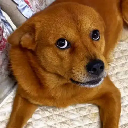 小胖